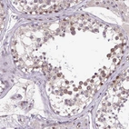 Immunohistochemical staining of human testis shows moderate nuclear positivity in cells in seminiferous ducts.