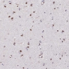 Immunohistochemical staining of human cerebral cortex shows moderate nuclear positivity in neurons.