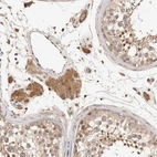 Immunohistochemical staining of human testis shows moderate cytoplasmic positivity in Leydig cells and cells in seminiferous ducts in addition to moderate nuclear positivity.