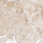 Immunohistochemical staining of human skeletal muscle shows weak cytoplasmic positivity in myocytes.