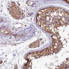 Immunohistochemical staining of human testis shows strong cytoplasmic positivity in cells in seminiferous ducts and moderate cytoplasmic positivity in Leydig cells.
