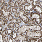 Immunohistochemical staining of human kidney shows strong cytoplasmic/cytoplasmic granular positivity in cells in tubules.
