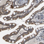 Immunohistochemical staining of human small intestine shows strong cytoplasmic positivity in glandular cells.