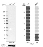 Western blot analysis in human cell line A-431 and human cell line MCF-7.
