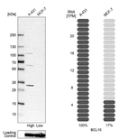 Western blot analysis in human cell line A-431 and human cell line MCF-7.