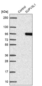 Western blot analysis in control (vector only transfected HEK293T lysate) and SUPV3L1 over-expression lysate (Co-expressed with a C-terminal myc-DDK tag (~3.1 kDa) in mammalian HEK293T cells, LY418860).