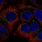 Immunofluorescent staining of human cell line CACO-2 shows localization to mitochondria.