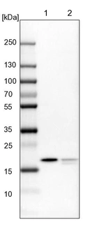 Lane 1: NIH-3T3 cell lysate (Mouse embryonic fibroblast cells)_br/_Lane 2: NBT-II cell lysate (Rat Wistar bladder tumour cells)