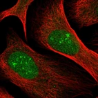 Immunofluorescent staining of human cell line U-2 OS shows localization to nucleus & nucleoli fibrillar center.