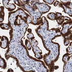 Immunohistochemical staining of human placenta shows strong cytoplasmic/nuclear positivity in trophoblastic cells.