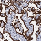Immunohistochemical staining of human placenta shows strong cytoplasmic/nuclear positivity in trophoblastic cells.