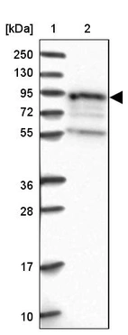 Lane 1: Marker [kDa] 250, 130, 95, 72, 55, 36, 28, 17, 10_br/_Lane 2: Human cell line RT-4