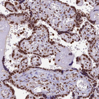 Immunohistochemical staining of human placenta shows strong nuclear positivity in trophoblastic cells.