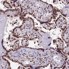 Immunohistochemical staining of human placenta shows strong nuclear positivity in trophoblastic cells.