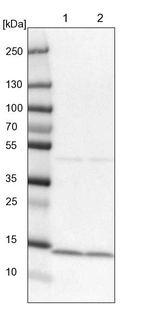 Lane 1: NIH-3T3 cell lysate (Mouse embryonic fibroblast cells)_br/_Lane 2: NBT-II cell lysate (Rat Wistar bladder tumour cells)