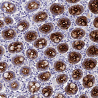 Immunohistochemical staining of human duodenum shows strong cytoplasmic positivity in goblet cells and enterocytes.