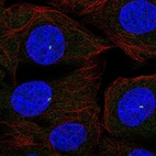 Immunofluorescent staining of human cell line MCF7 shows localization to centrosome.