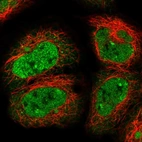Immunofluorescent staining of human cell line HEK 293 shows localization to nucleoplasm & nuclear bodies.