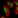 Anti-ATN1 Antibody