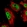 Anti-ATN1 Antibody