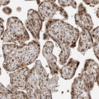 Immunohistochemical staining of human placenta shows strong nuclear positivity in trophoblastic cells in addition to moderate cytoplasmic positivity.