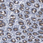 Immunohistochemical staining of human duodenum shows strong cytoplasmic positivity in glandular cells.