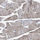 Immunohistochemical staining of human skeletal muscle shows moderate cytoplasmic positivity in myocytes.