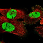 Immunofluorescent staining of human cell line U-251 MG shows localization to nucleoplasm.