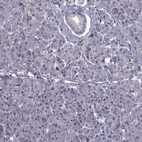 Immunohistochemical staining of human pancreas shows no positivity in exocrine glandular cells as expected.