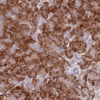 Immunohistochemical staining of human pancreas shows strong cytoplasmic positivity in exocrine glandular cells.