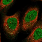 Immunofluorescent staining of human cell line U-2 OS shows localization to nucleoplasm.