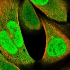 Immunofluorescent staining of human cell line U-2 OS shows localization to nucleoplasm & cytosol.