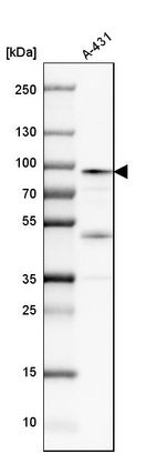 Western blot analysis in human cell line A-431.
