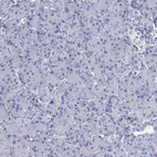 Immunohistochemical staining of human pancreas shows no positivity in exocrine glandular cells.