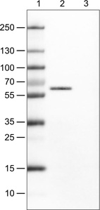 Lane 1: Marker [kDa]_br/_Lane 2: Human cell line CACO-2_br/_Lane 3: Human cell line U-87