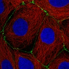 Immunofluorescence staining of CACO-2 cells using the Anti-OCLN monoclonal antibody, showing specific staining in cell junctions in green. Microtubule- and nuclear probes are visualized in red and blue, respectively (where available).
