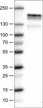 Lane 1: Marker [kDa]_br/_Lane 2: Human cell line A-431