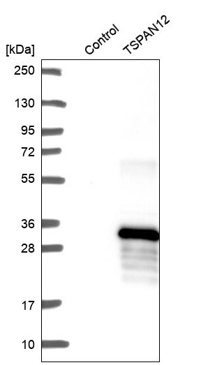 Anti-TSPAN12 Antibody