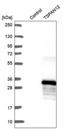 Anti-TSPAN12 Antibody