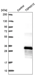 Anti-TSPAN12 Antibody