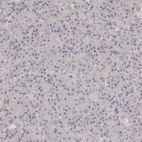 Immunohistochemical staining of human pancreas shows negative positivity in exocrine glandular cells.