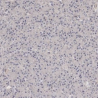 Immunohistochemical staining of human pancreas shows negative positivity in exocrine glandular cells.