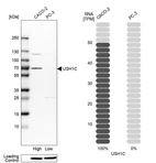 Western blot analysis in human cell lines Caco-2 and PC-3 using Anti-USH1C antibody. Corresponding USH1C RNA-seq data are presented for the same cell lines. Loading control: Anti-HSP90B1.