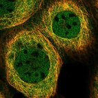 Immunofluorescent staining of human cell line A-431 shows localization to nucleoplasm & microtubules.