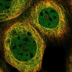 Immunofluorescent staining of human cell line A-431 shows localization to nucleoplasm & microtubules.