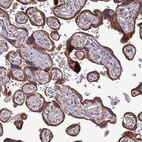 Immunohistochemical staining of human placenta shows strong cytoplasmic positivity in trophoblastic cells.