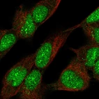 Immunofluorescent staining of human cell line SH-SY5Y shows localization to nucleus & nucleoli fibrillar center.