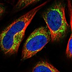 Immunofluorescent staining of human cell line U-2 OS shows localization to mitochondria.