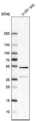 Western blot analysis in human cell line U-251 MG.