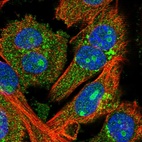 Immunofluorescent staining of human cell line U-251 MG shows localization to nucleoli, cytosol & the Golgi apparatus.